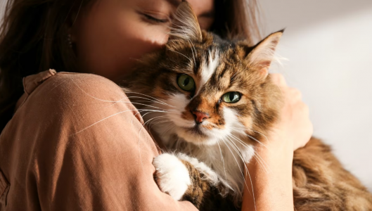 Меняет поведение и сознание: Чем опасны поцелуи с кошками — один паразит проникнет в мозг и сделает свое дело