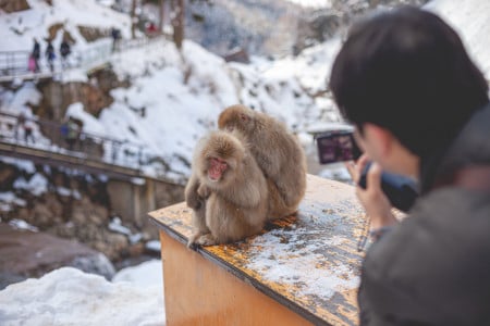 Ну вот и началось: у двух граждан, прибывших в Санкт-Петербург из Китая, выявили оспу обезьян