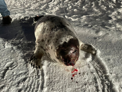 Людское зверство: пострадавшего от рук живодеров тюленя нашли на дороге в Кандалакше Мурманской области