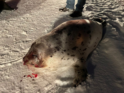 Избитому тюленю помогут: в Кандалакшу Мурманской области выехали врачи