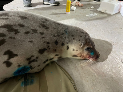 Счастливый конец: в Заполярье ветеринары выпустили побитого тюленя на волю — он почти здоров