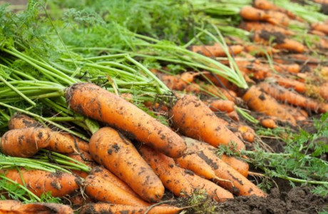 Ровная и размером с локоть: Огородница с 30-летним стажем назвала изумительный сорт моркови — сажай хоть в глину