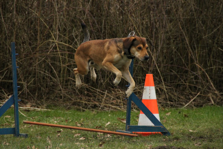 Суд обязал чиновников в Заполярье установить площадки для дрессировки и выгула собак: добровольно не хотели