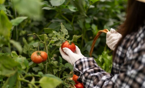 Урожая не ждите: Огородный эксперт назвала 3 провальных сорта помидор — сухая мякоть и плоды с горошину