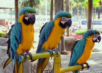 Попугаи в зоопарке орали отборным матом на посетителей, запрещая разглядывать себя — пришлось принять к ним жесткие меры