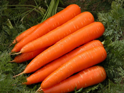 Размер моркови впечатлит даже садовода с опытом: эти сорта корнеплодов весной уже не купить — урожай на зависть соседям