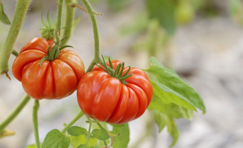 Выбираю много лет: Огородный эксперт назвала 3 идеальных сорта «кистевых» помидор — раннеспелые и плод до 200 грамм