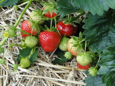 Урожай клубники из рассады можно получить уже в этом сезоне: успейте посадить этот сорт в ближайшие две недели — сладкие и крупные ягоды