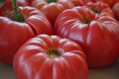 Рекордсмен среди всех томатов: достичь гигантского урожая помидоров получится только с этим сортом — садоводы его обожают