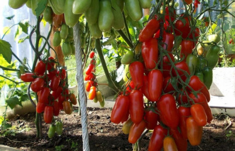 Любимый томат дачников: невероятно скороспелый и желанный — сочные плоды собираем в июне