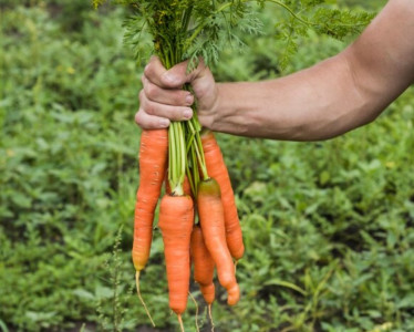 Обхожу за километр: Огородный эксперт назвала 2 провальных сорта моркови — кривая и просто «дубовая»