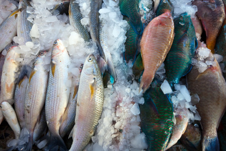 Силовики задержали северодвинских браконьеров за нелегальную продажу рыбы из Мурманской области