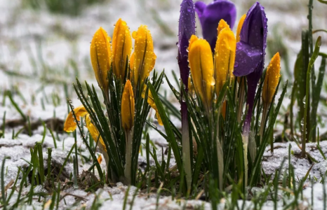 Как сойдет снег, срочно обработайте цветник вот так: ни один патоген не выживет — совет опытного садовода