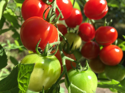 Скороспелый, крупный, урожайный: достоинства этого детерминантного сорта томатов затмят конкурентов — успейте посадить в феврале