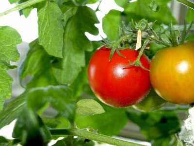 Внесите под томаты эту чудо-подкормку: плоды будут сахарными, как уста любимого