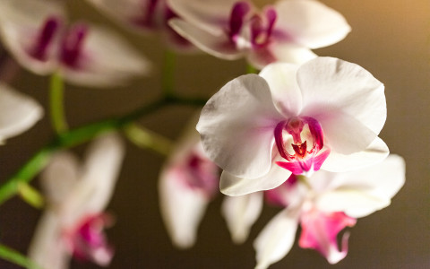 Если не хотите попрощаться с любимой орхидеей, срочно купите ей такой горшок: будет цвести как бешеная