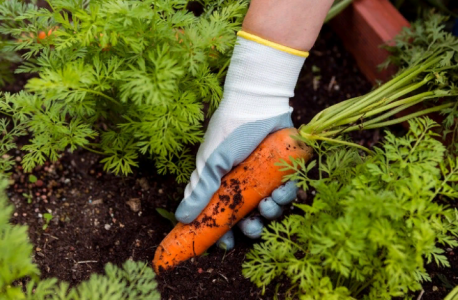 Суперсредство для здорового урожая моркови: достаточно обработать корнеплоды один раз — простая хитрость от опытных садоводов