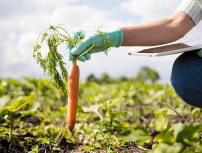 Сажаю только их и не ошиблась: Огородница со стажем назвала 2 сорта моркови для «тяжелой» почвы — ровная и растет хоть в глине