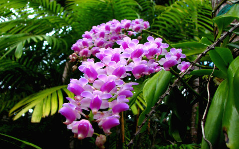 Орхидея зацветет каскадами, как на родине в экваториальном лесу: щепотка душистой специи — и настой-биостимулятор готов