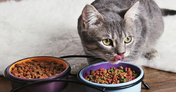 Калий, магний и фосфор на страже кошачьего здоровья: чтобы не было МКБ, выбирайте корм только с таким содержанием минералов