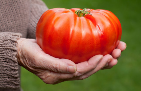 До 20 кг томатов с одного куста: садоводы рекомендуют к покупке только этот сорт — помидоры размером с дыню