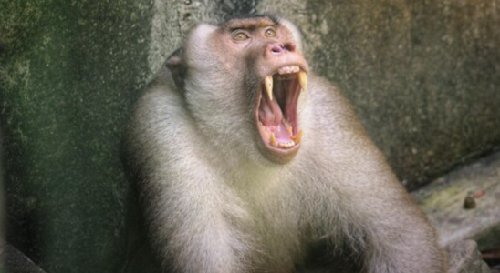 «Дьявольские» обезьяны атакуют туристов — три страны просят приезжих быть осторожнее