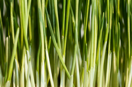 Огород на окне: выращиваем зелёный лук без земли — нетривиальный способ