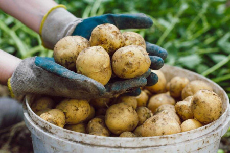 Ведро картошки с одного куста: садовод со стажем назвал самый урожайный сорт корнеплода — пора покупать прямо сейчас