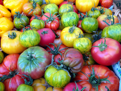 Эти помидоры не едят белокрылки и совки: Умные дачники берут только эти сорта — урожай целёхонек