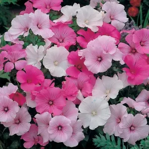 Цветки вырастают диаметром 10 сантиметров: это растение поразит вас воздушными розовыми бутонами — оно идеально для заполнения пустых зон на участке