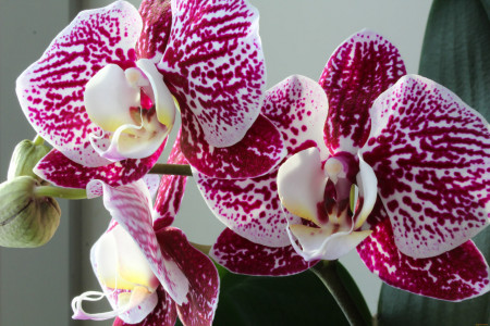 Таких роскошных бутонов не встретить даже на картинках: любая орхидея обожает эту сладкую воду — забудьте про сахар и глюкозу