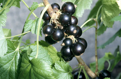 Полноценный куст уже через год: займитесь в феврале черенкованием черной смородины — советы опытных садоводов