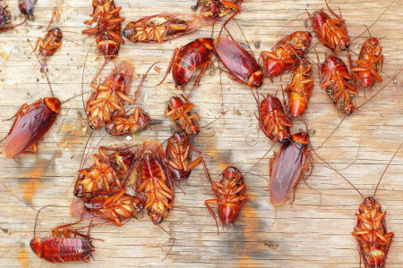Тараканы мрут тысячами: Угощаем их этой простой сладостью — обед будет для них последним
