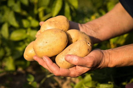 С одного куста соберете до 25 клубней: дачники влюбляются в этот сорт картофеля не просто так — эталон урожайности, лежкости и вкуса
