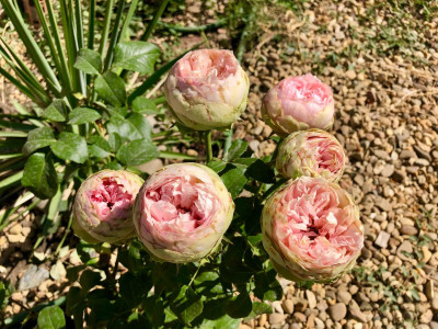Экстренная реанимация почерневшей розы: 3 способа «оживить» растение после неудачной зимовки — выпустит десятки бутонов