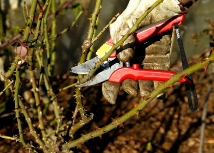 Продуманные садоводы обрезают розы под корень в марте: Вот зачем они это делают — пользу сложно переоценить