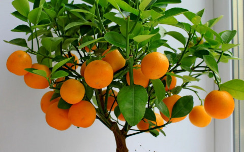 Выращиваем в 3 этапа, наслажаемся всю жизнь: домашнее мандариновое дерево
