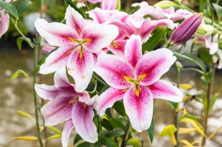 Королевский цветник на 6 сотках: 3 бомбических совета по уходу за лилиями — рекомендации опытных садоводов