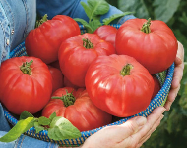 С одного куста до 30 кг томатов: с этим урожайным сортом помидоров вы откажетесь от остальных — дачники со стажем рекомендуют