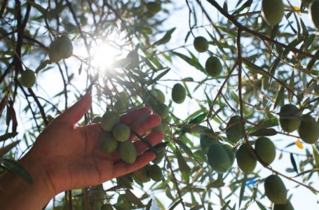 «Заморское чудо на даче»: выращиваем на садовом участке оливковое дерево — не сложнее, чем яблоню