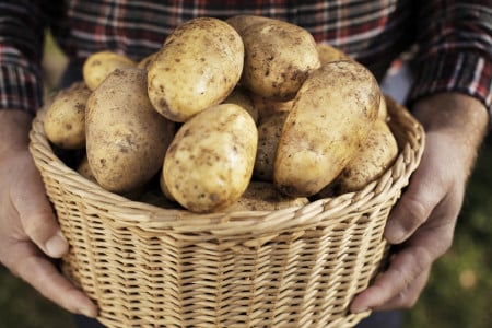 Устойчив к фитофторозу и кольцевой гнили: этот сорт картофеля обожают дачники со стажем — до 10 кг корнеплодов с одного куста