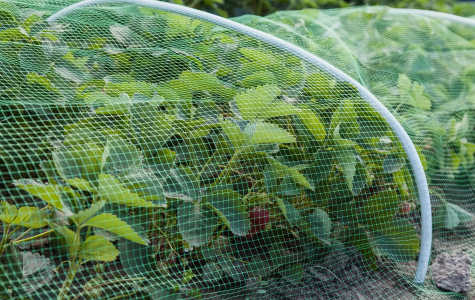 Больше не пригодятся дорогие средства: только такая сетка защитит растения от вредителей — решающее значение имеет цвет