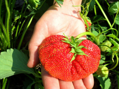 С одного куста до 4 кг урожая: этот сорт клубники является рекордсменом среди остальных — каждая ягода размером с теннисный мяч