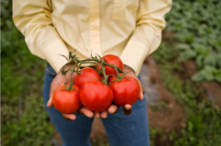 По 5 ведер с каждого куста: вот что нужно положить в лунку при посадке томатов — своим урожаем помидоров сведете с ума соседей