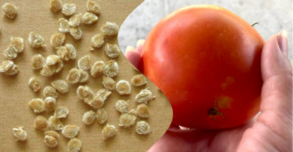 Мощные всходы через 24 часа: 3 хитрости при посеве семян томатов на рассаду — работает безотказно