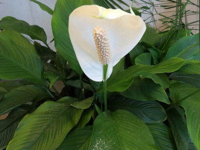 Белых «парусов» станет больше, чем листьев: опрыскайте спатифиллум этим раствором для вечной бутонизации — поливать не придётся