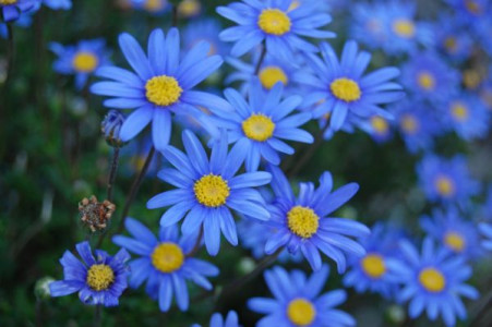 Настоящие «голубые огоньки» на вашем участке: этот цветок цепляет с первого взгляда — не сворачивает лепестки даже в непогоду