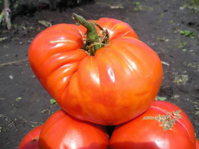Плоды не поместятся в руке: этот сорт даёт гигантские томаты весом 600 г — идеальны для теплицы и открытого грунта