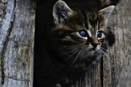 Ваш Мурзик скажет «спасибо»: Ветеринар рассказала, как сохранить здоровье кошек на долгие годы