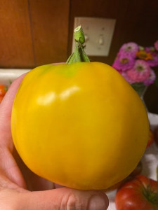 Плоды вырастают по 1,6 кг: этот сорт помидоров обожают дачники — минимум семечек и максимум «томатного мяса»
